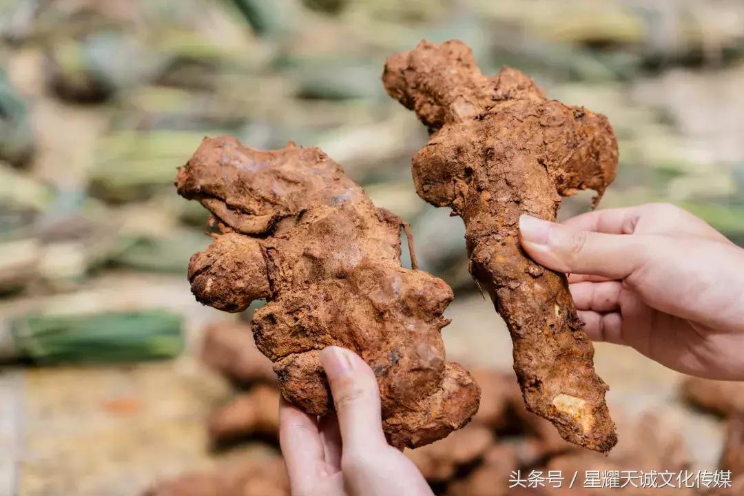 顺德正宗龟苓膏的做法视频,佛山正宗龟苓膏