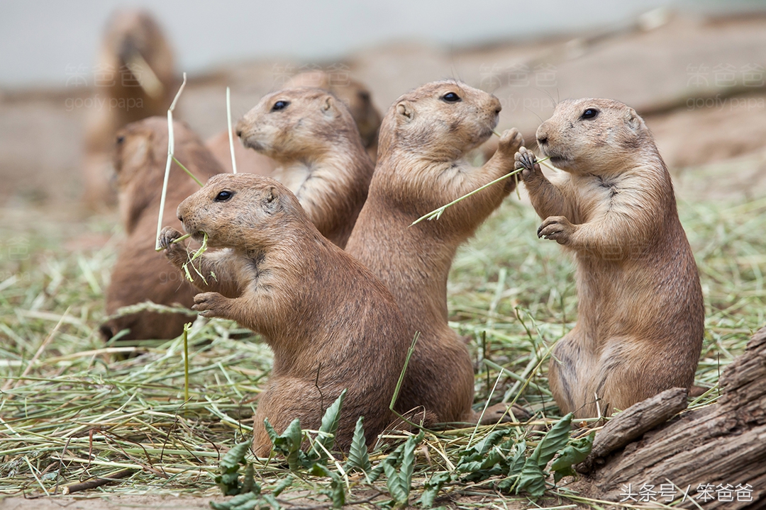 长得像猞猁但尾巴很长的动物,黑尾土拨鼠和旱獭哪个好看