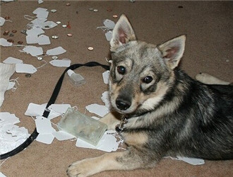 养一只狗需要准备什么东西,养一只狗前期需要多少钱