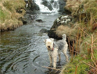 养一只狗需要准备什么东西,养一只狗前期需要多少钱