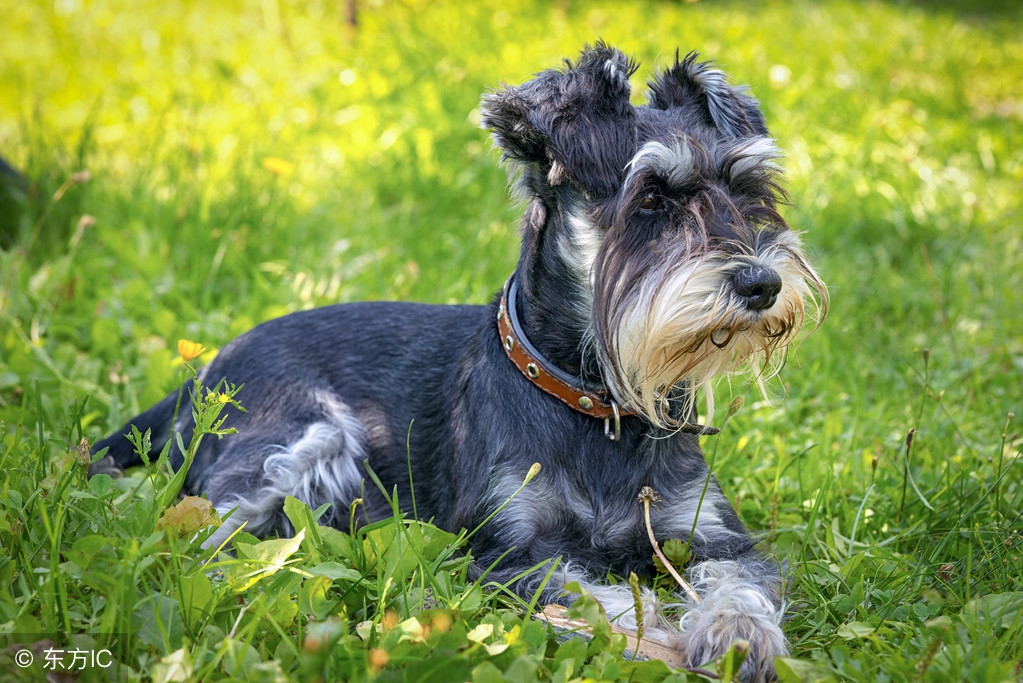 养一只狗需要准备什么东西,养一只狗前期需要多少钱
