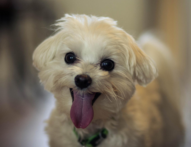 养一只狗需要准备什么东西,养一只狗前期需要多少钱