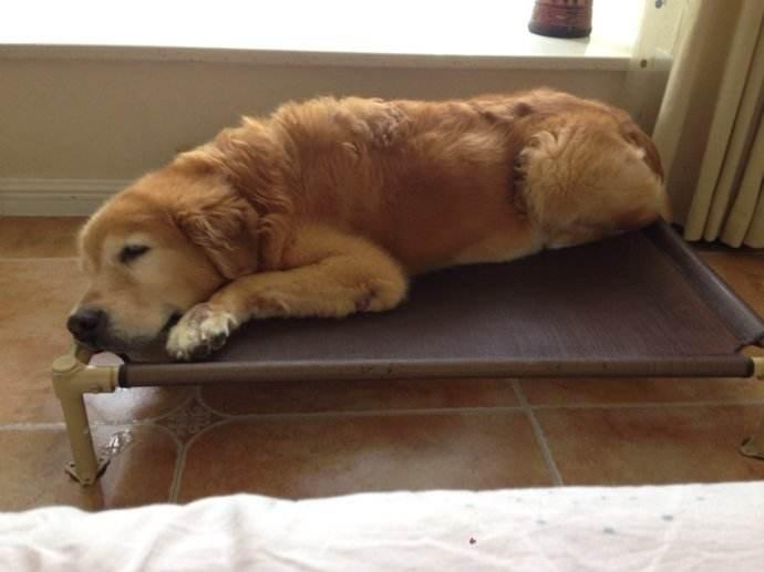 金毛很臭怎么办能不能洗澡啊,金毛脏又不能天天洗澡怎么办