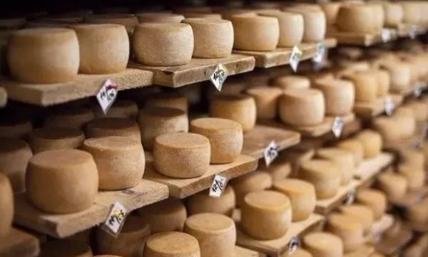 活蛆奶酪！隐藏在黑暗料理背后的佳肴