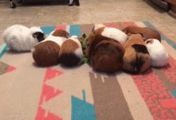 驯养动物历史,驯养动物有哪些