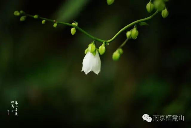栖霞山百科简介,栖霞山玉竹