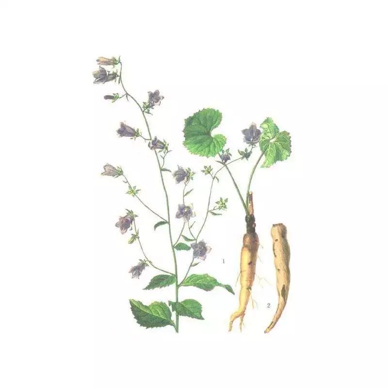 栖霞山百科简介,栖霞山玉竹