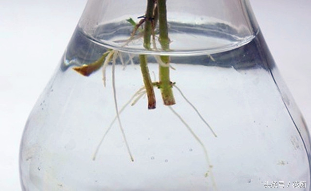 香草罗勒的做法大全,香草罗勒夏天