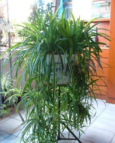 这4种花比吊兰绿萝好养,哪些适合吊兰和绿萝当肥料