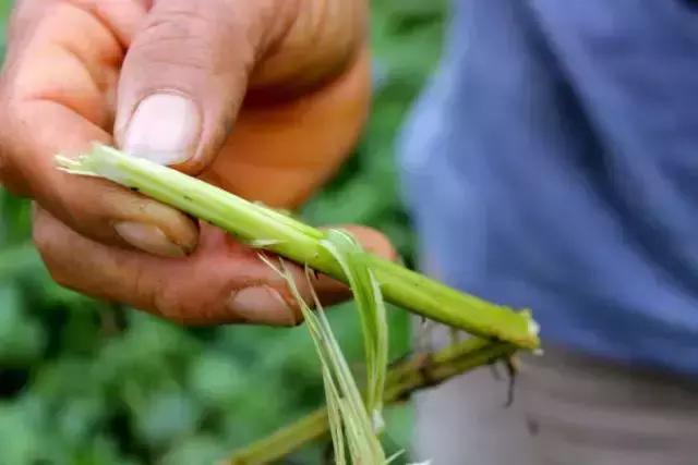 草没有长脚，吃了营养不会跑！带你重新认识果园草木共生的意义！