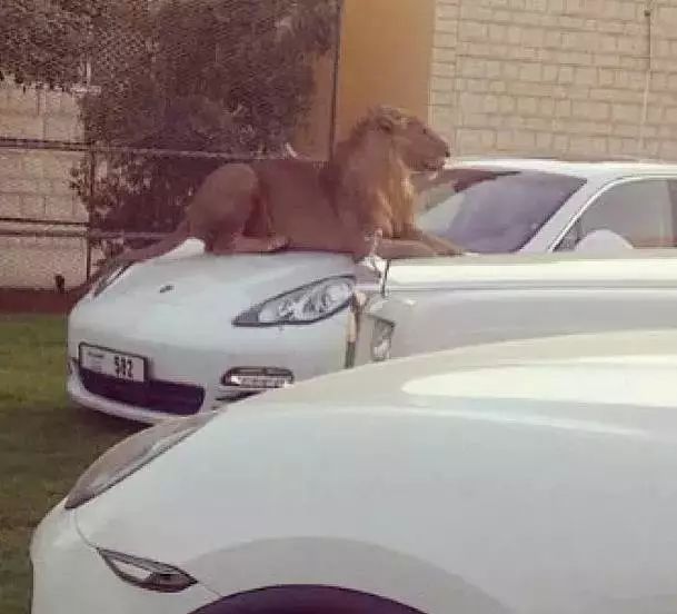 揭秘迪拜的真实生活,记录迪拜真实生活