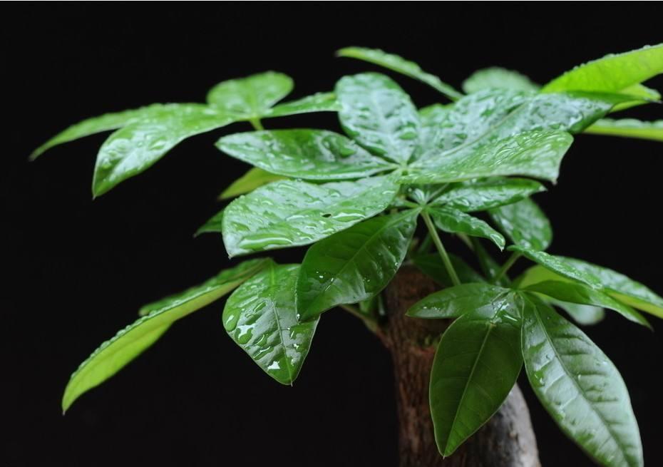 想要养好发财树，掌握这几个诀窍，发财树绿油油！