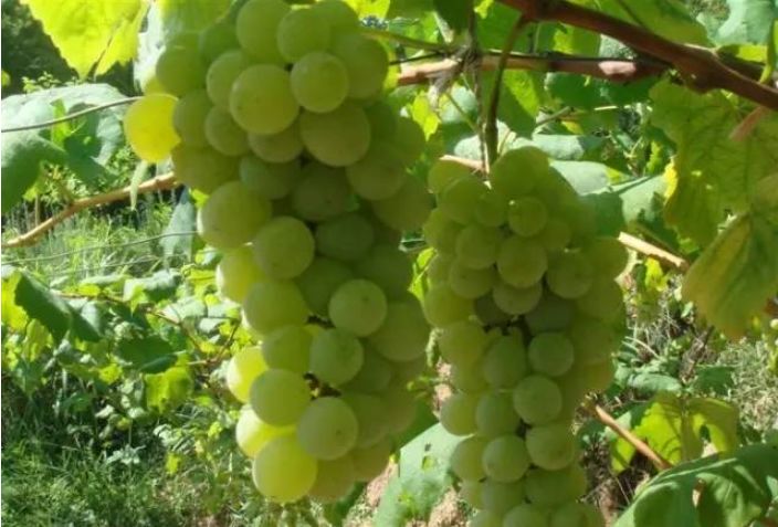 贵阳周边采摘水晶葡萄的地方,贵阳葡萄采摘地点推荐