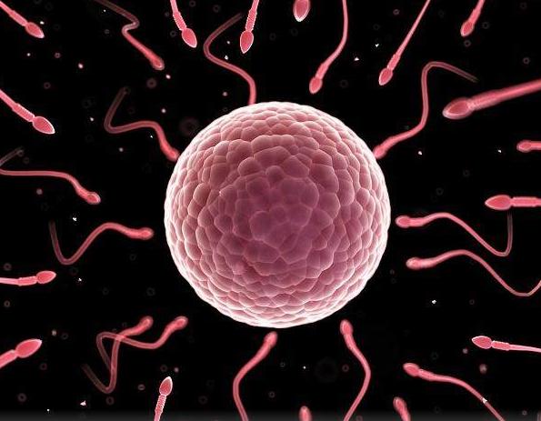 精子进入女人体内没有“受精”，去哪了呢？看完你就明白了