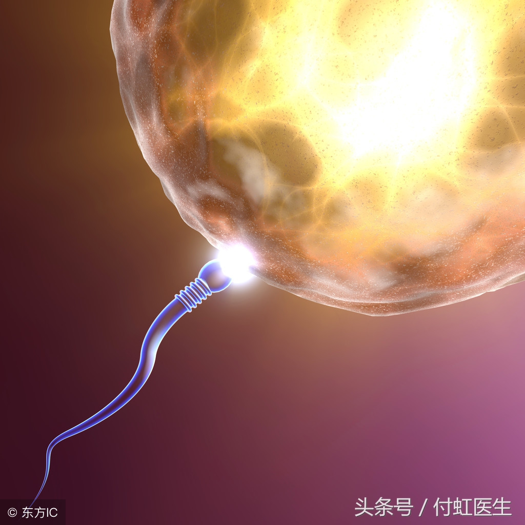 一个卵一个精子能成功吗,有一个精子能和卵子结合吗