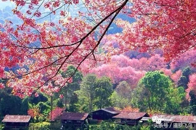 在泰国你一定要去的地方,你去泰国旅游好吗