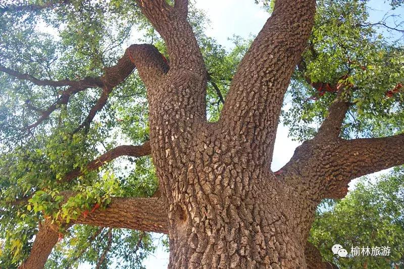 走遍榆林寻古树、品农味、游乡村，感受最清爽的一抹绿之子洲篇