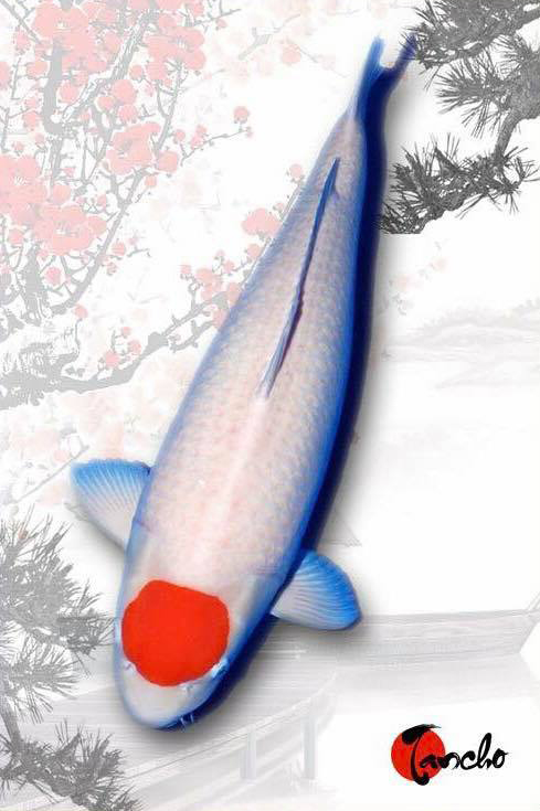 锦鲤风水养法大全,锦鲤养10条风水学有什么说法