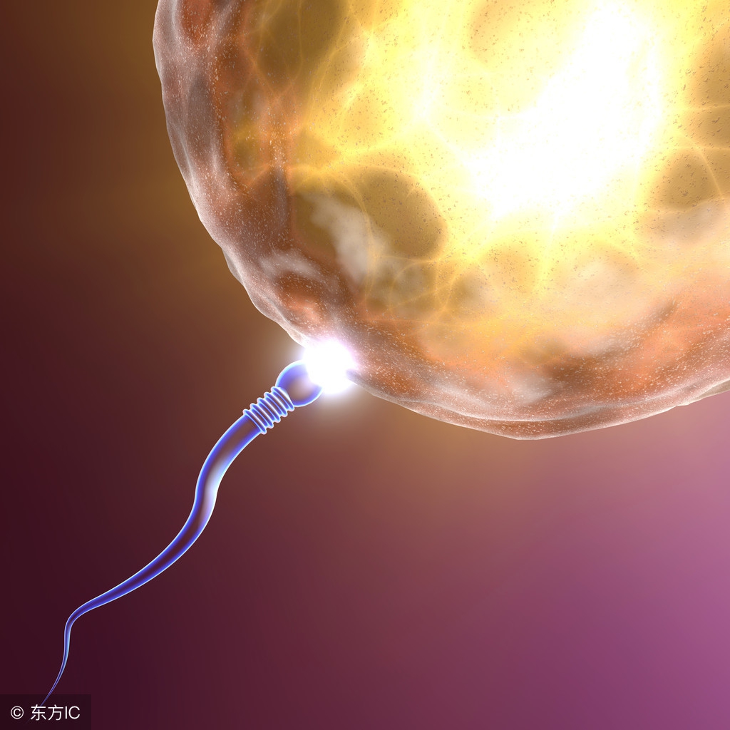 一颗精子的卵子相遇，为什么需要千万的精子陪跑？原来这么不容易