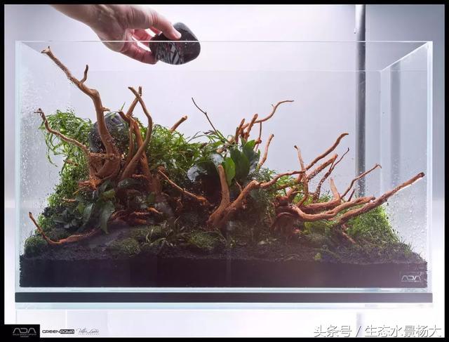 ada草缸造景什么意思,ada造景大赛60缸