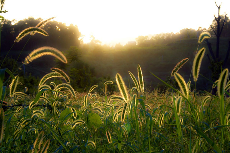 你还记得童年的狗尾草吗,狗尾草小时候