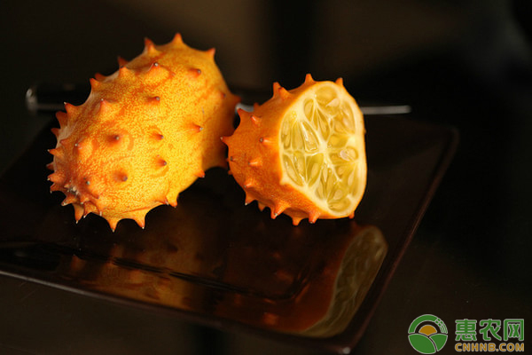 这种从非洲引进的洋果,虽说全身带刺,但却是减肥美容的佳品