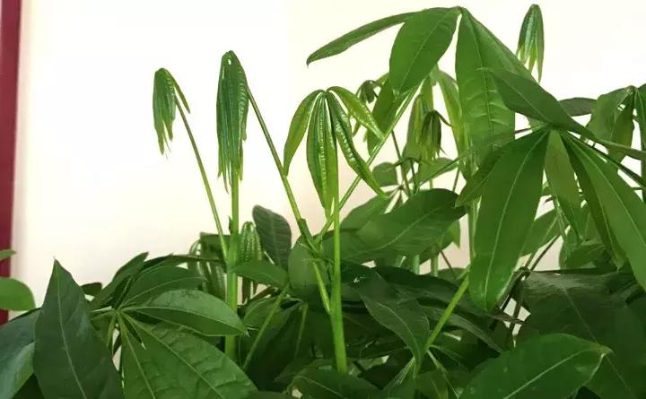 绿萝盆栽烂根了怎么办,君子兰绿萝叶子边发黄怎么办