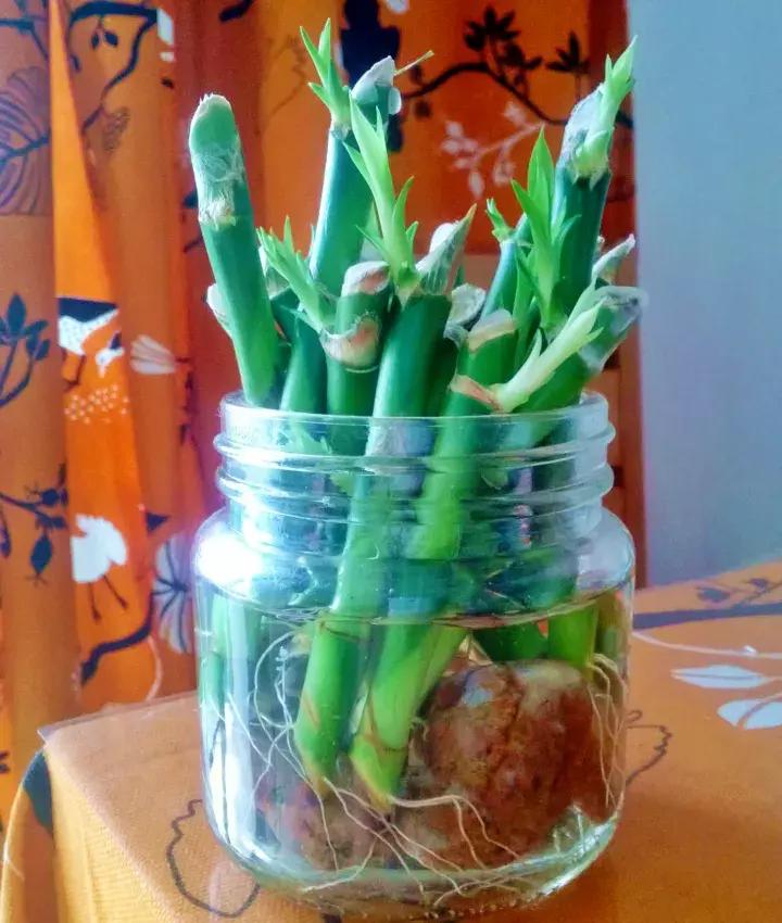 绿萝盆栽烂根了怎么办,君子兰绿萝叶子边发黄怎么办