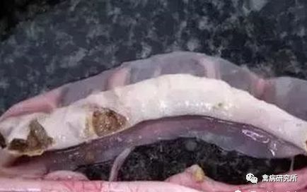 小鹅瘟疫为什么这么严重,小鹅苗近期生病是什么原因