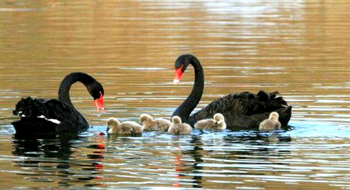 滕州微山湖红荷湿地开幕式直播,枣庄滕州微山湖湿地红荷节