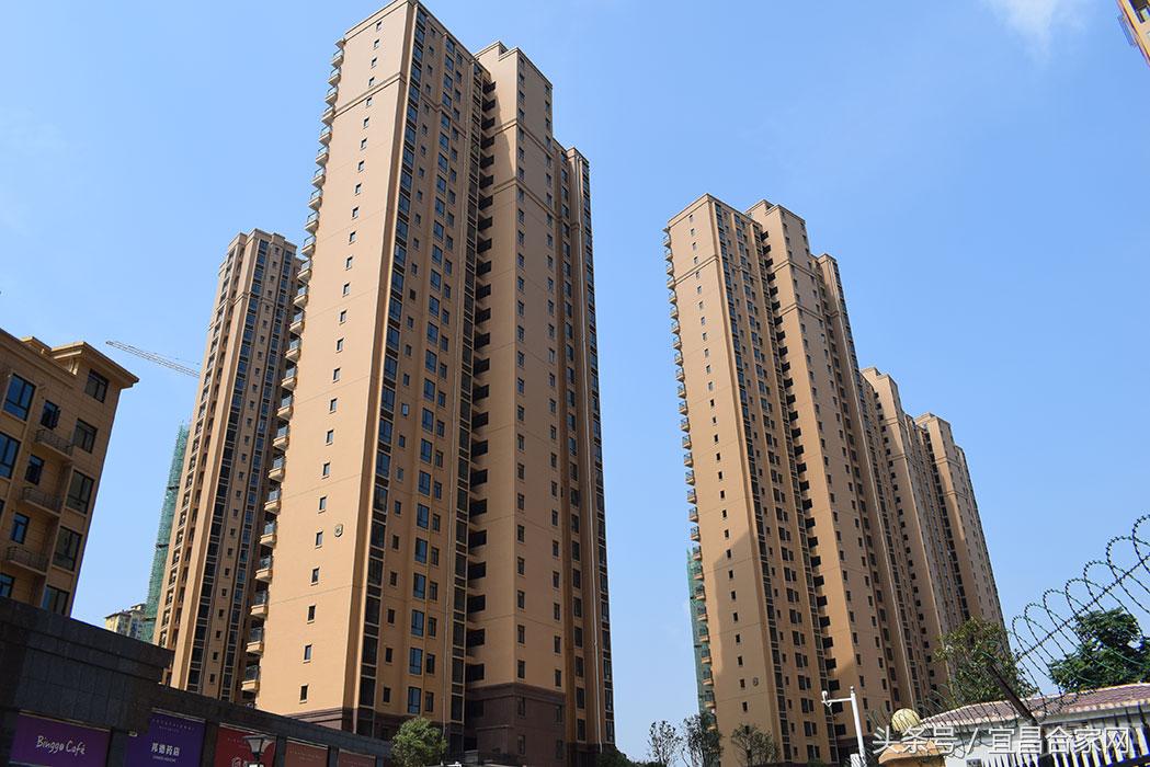 蕨类植物微景观组合,蕨类植物造景