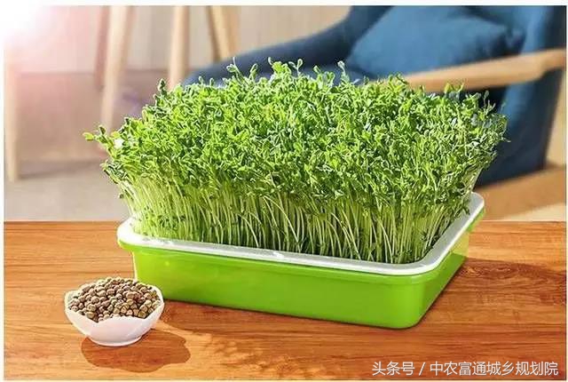 纸上种菜续集全集,纸上种菜是真的那么好吗