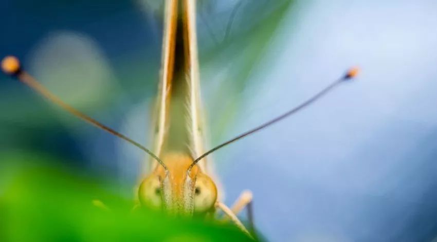 月赛冠军奖励,首届全球华人旅拍大赛