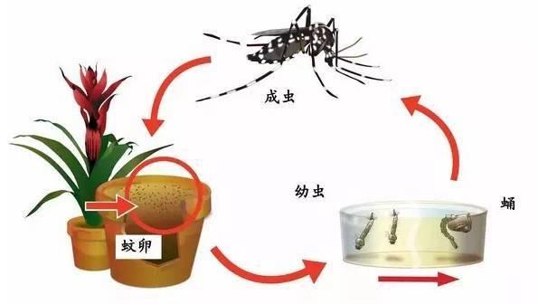 如何彻底消灭世界上所有的蚊子,要想消灭蚊子要克服恐惧