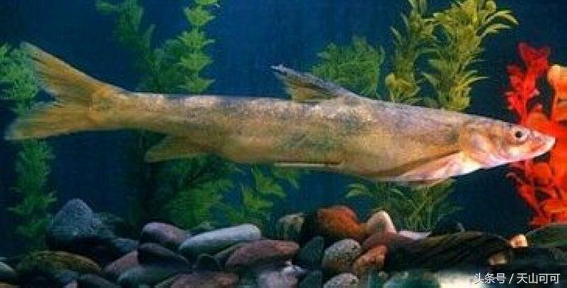 新疆有几种野鱼,新疆都能野采到哪些鱼