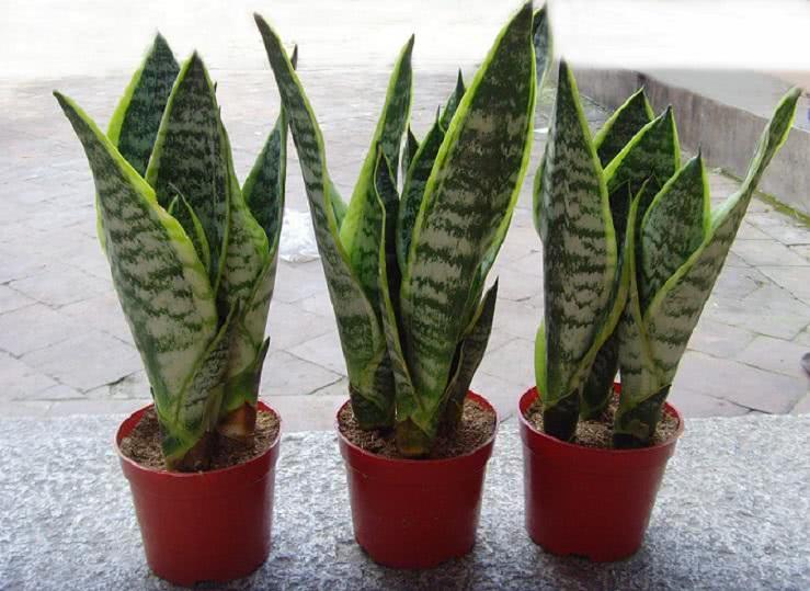 绿色植物如何更好的装点家居,室内装修绿化植物