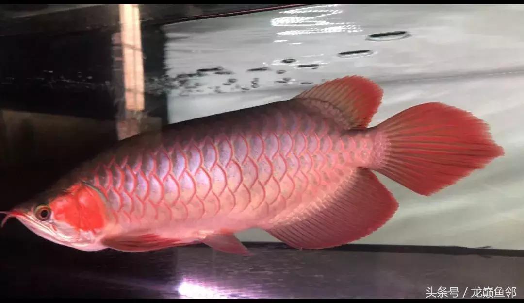 龙鱼太小了不吃食怎么办,龙鱼一直不吃怎么办