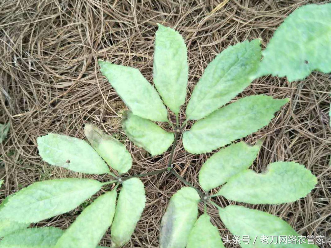 病害｜我家三七叶片这是怎么了？请专家帮忙看看