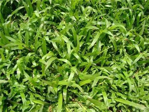 草坪该如何养护管理,楼顶花园草坪选择哪种比较好