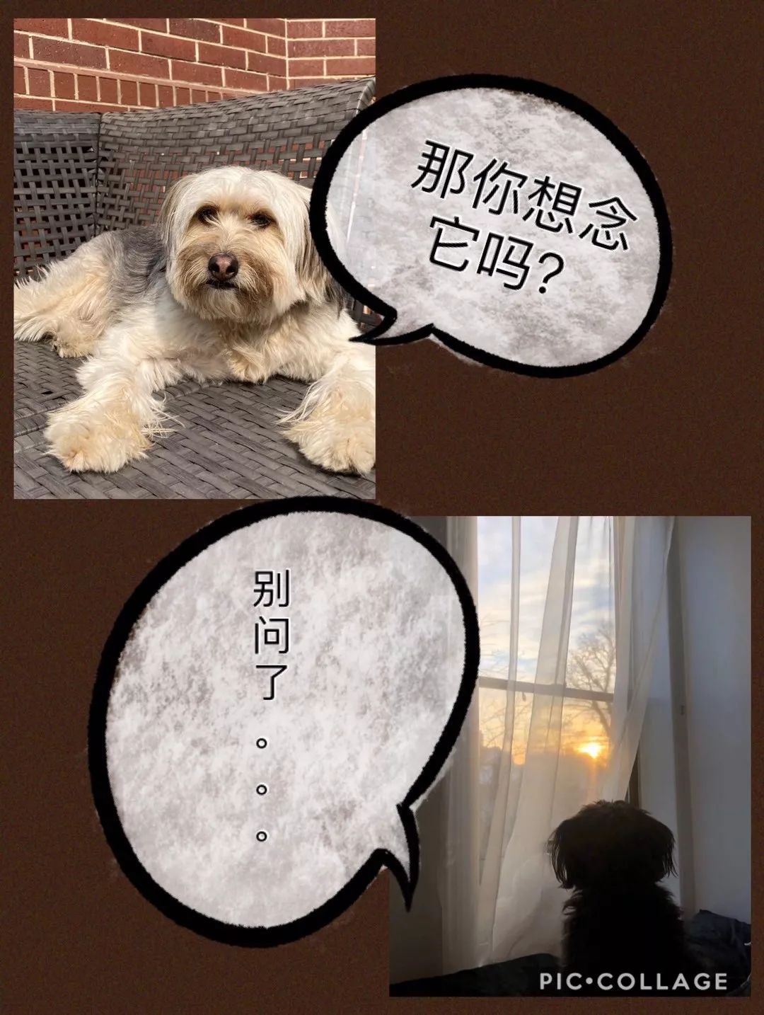 救流浪狗的真实记录,一外国人来中国救助流浪狗