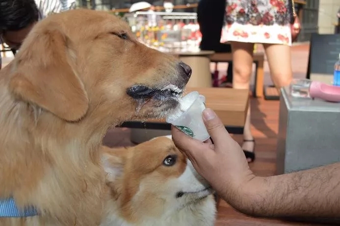 哏宠夜市来袭！带上狗狗来逛市集，还能参加萌宠课堂