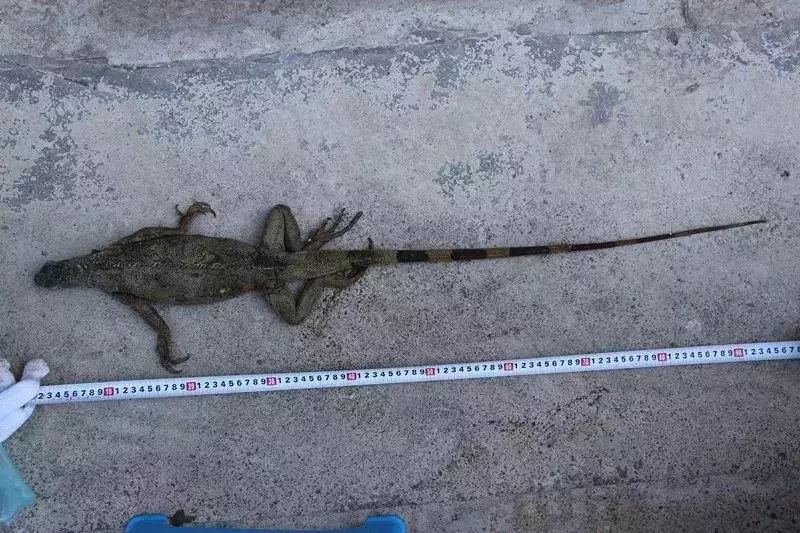 女子网购保健品，拆开包裹发现里面竟是一条鳄鱼和一条大蜥蜴！