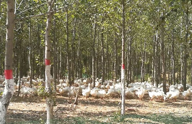 通辽市妇联男干部张贺英的驻村帮扶工作被评优啦！