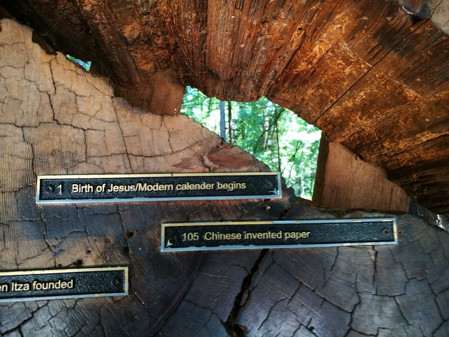 原始森林房车游记,红杉林房车自驾游