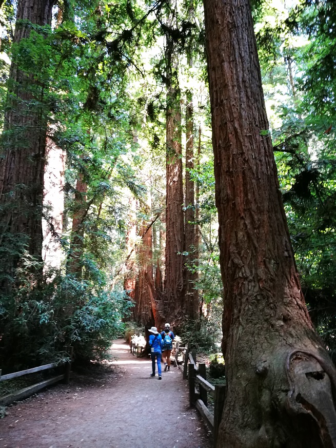 原始森林房车游记,红杉林房车自驾游
