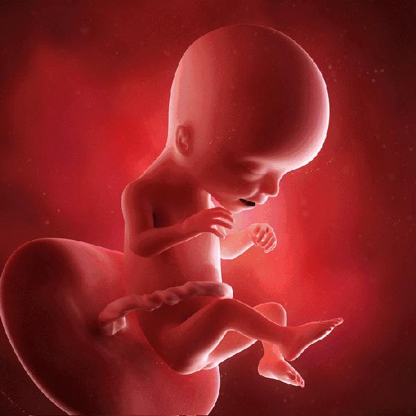 胎儿1-10月发育过程动图，更加真实的感受胎儿的成长变化