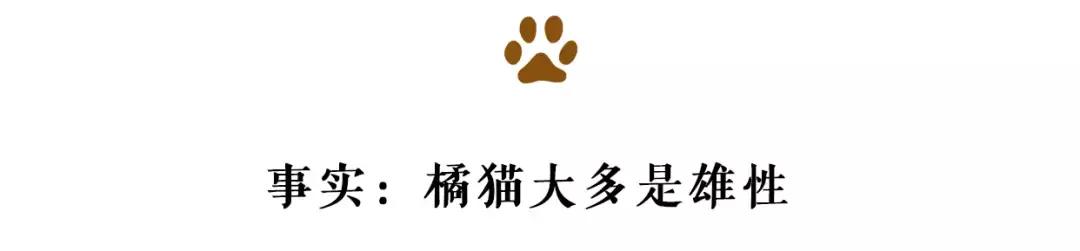 最胖的橘猫是什么品种,橘猫胖到50斤怎么办
