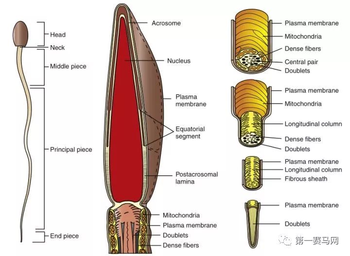 七夕到了单身狗有话要说,七夕快到了单身狗心底的呼唤