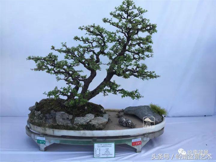 正宗雀梅王老桩盆景,苏州400多年雀梅王盆景