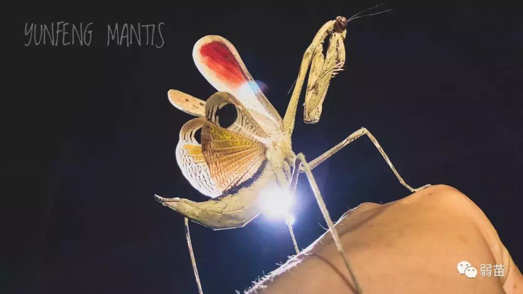 西双版纳四日博物之旅，都有哪些新发现